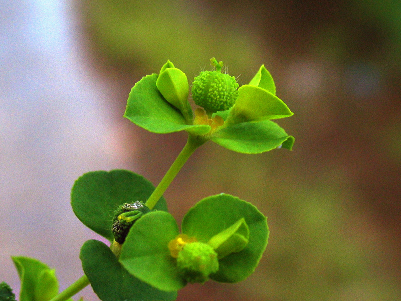 Euphorbia platyphyllos L. / Euforbia rognosa